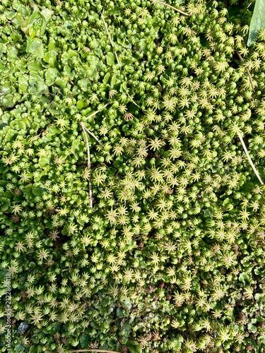Closeup of green moss type