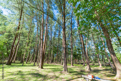 Beautiful upward perspective of green pine trees framing a clear blue sky on a sunny day. Ideal background for forest conservation, ecology, hiking, and wilderness concepts.
