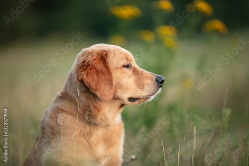 Adorable golden retriever dog outdoors