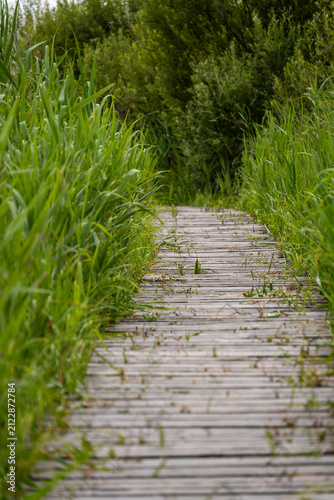Low angle view of a wooden boardwalk trail through green wetland reeds