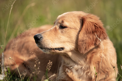 Adorable golden retriever dog outdoors
