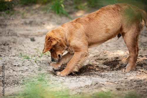 Adorable golden retriever dog outdoors