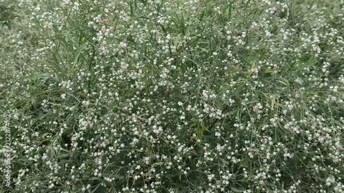 Parthenium hysterophorus carrot grass produces delicate white flowers across natural foliage.
