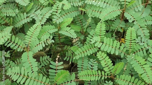 Sesbania grandiflora hummingbird tree displays vibrant green foliage in nature.