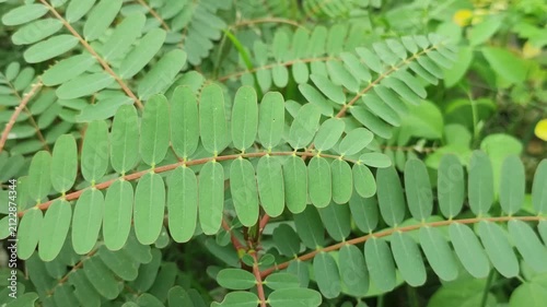 Sesbania grandiflora hummingbird tree thrives with healthy evergreen tropical foliage.