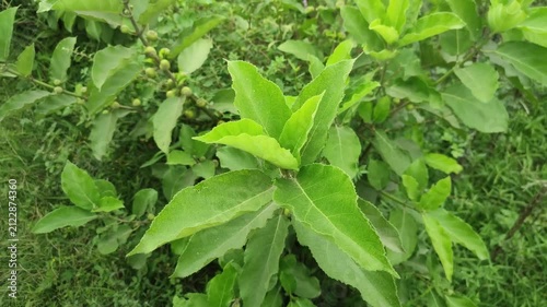 Vernonia amygdalina Bitter Leaf grows with healthy medicinal green foliage.