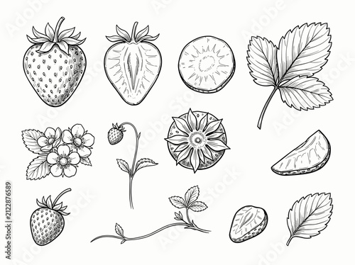 Botanical line art sketch of strawberry set, whole and slice berry with leaf and blossom isolated on white background