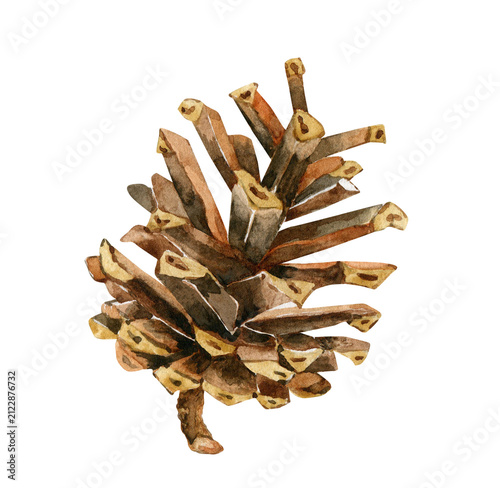 Botanical illustration of pine cone side view. Watercolor hand painted for winter holiday decoration.