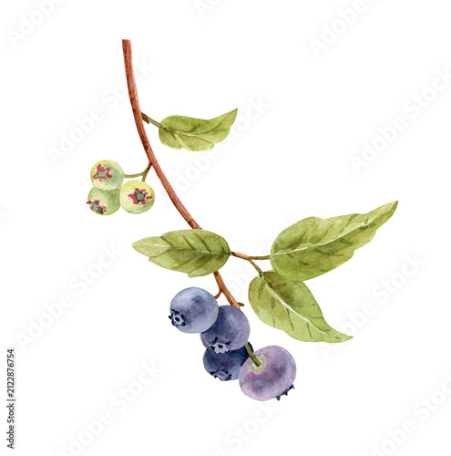 Blueberry branch with green leaves drawn in watercolor. Isolated botanical illustration of fresh wild berries.