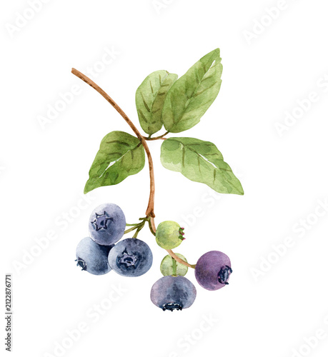 Blueberry branch with green leaves drawn in watercolor. Isolated botanical illustration of fresh wild berries.