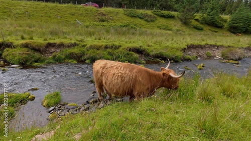 Фотография A shaggy Highland cow peacefully grazes on fresh grass between rolling hills beside a crystal-clear river, embracing Scotland's untouched natural beauty