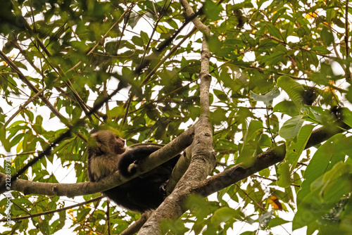Photography Capuchin monkey in a rainforest near Gamboa in Panama