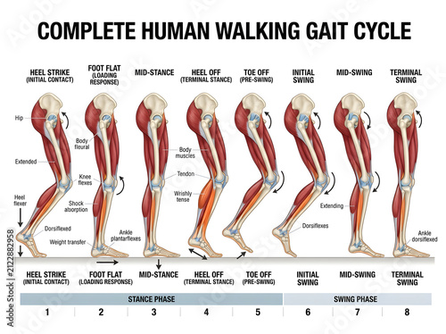 Human walking gait cycle anatomical illustration isolated on white background