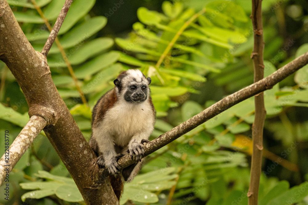 Fototapeta premium Geoffroy's tamarin monkey in Panama
