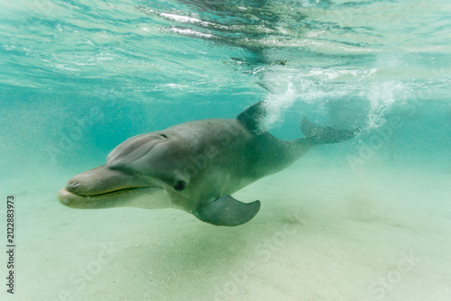 Obraz na płótnie Bottlenose dolphin swimming underwater