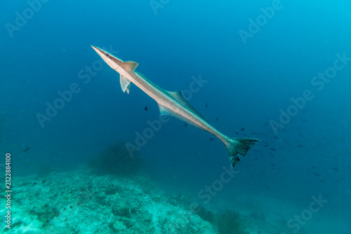 A slender cobia (Rachycentron canadum) swims in the clear blue ocean water.