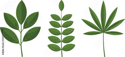 Dark green ash leaf branch pinnate foliage twig and palmate fan leaf botanical vector set