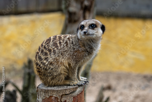 Fotografie Curious Meerkat Close-Up Portrait Looking Up With Expressive Eyes And Soft Fur