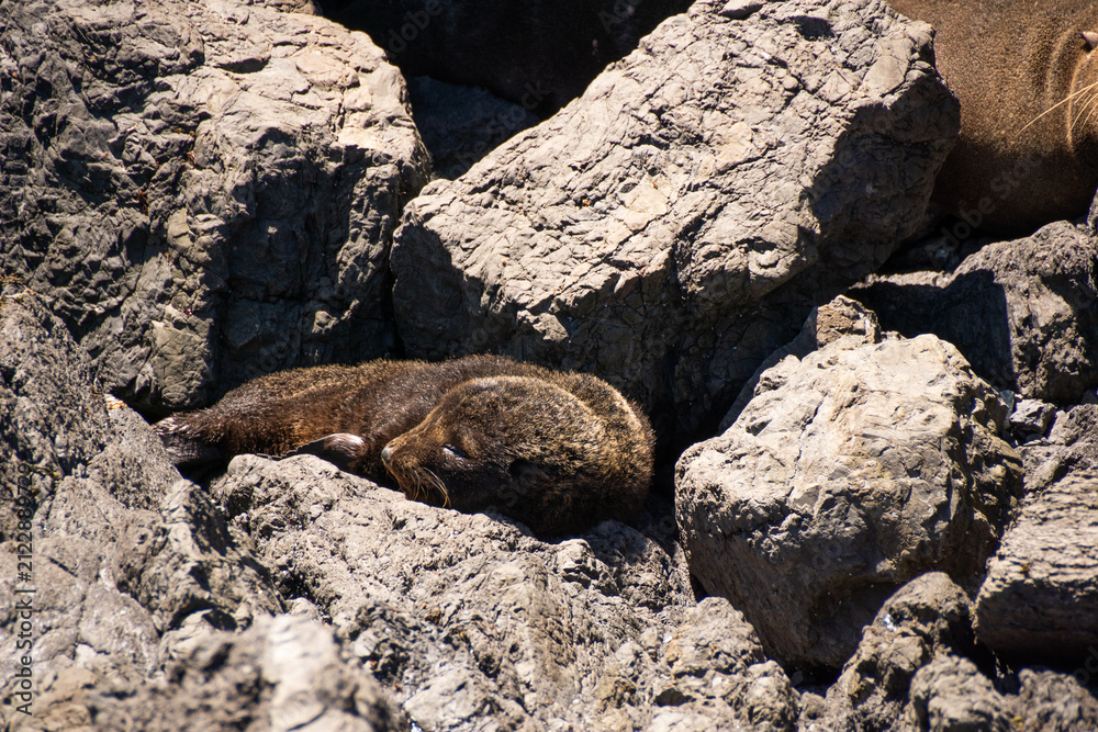 Fototapeta premium New Zealand Sea Lion Pup in Its Natural Habitat 