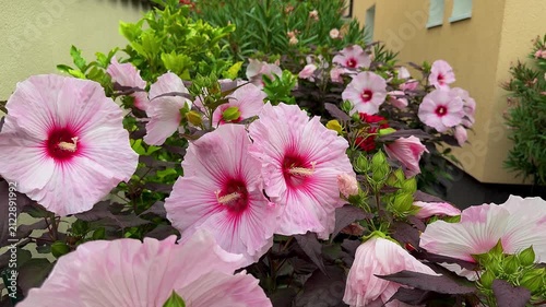 Pink Hibiscus Flowers with Red Center Blooming in Garden, Close-Up, vertical video
