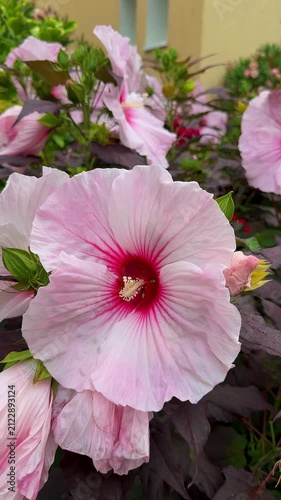 Pink Hibiscus Flowers with Red Center Blooming in Garden, Close-Up, vertical video
