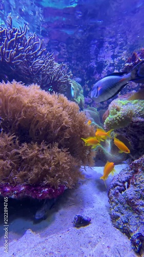 tropical fish of different colors swimming in coral reef , vertical video