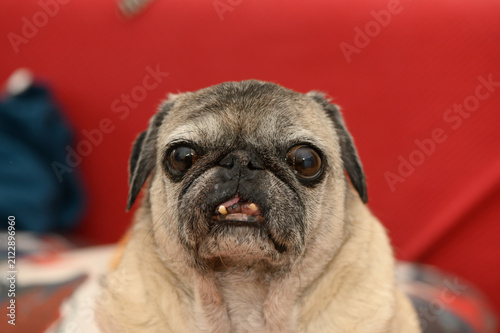 Foto Charming pug with soulful eyes gazes curiously at the camera on a cozy couch