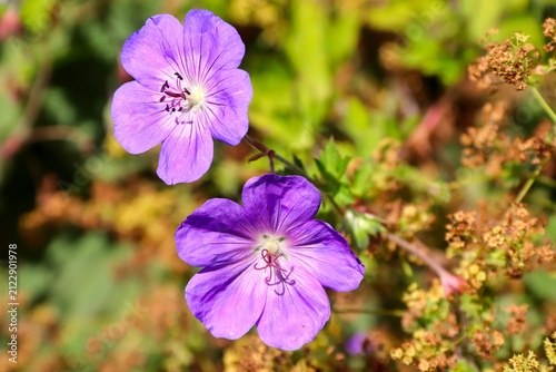 Storchschnabel mit Blüten in pink