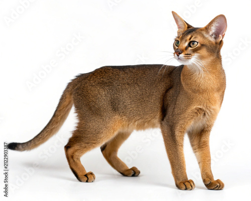 British Shorthair Cat Isolated on White Background Full Body High Resolution Studio Portrait of Adorable Purebred Domestic Feline Pet Sitting and Looking at Camera