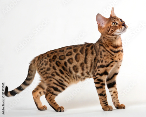 British Shorthair Cat and Bengal Cat Isolated on White Background Full Body High Resolution Studio Portrait with Playful Adorable Domestic Feline Companions