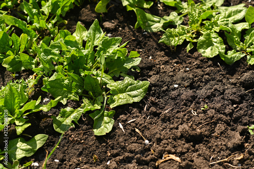 Healthy spinach plant stays in rows. Green spinach herb grows on brown earth in park. Fresh vegetable foliage looks bright under sun. Organic food harvest develops in backyard garden.