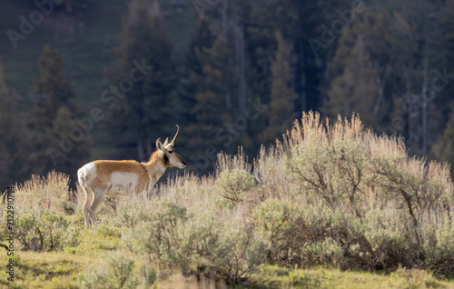 Pronghorn Buck in Wyoming in Summer