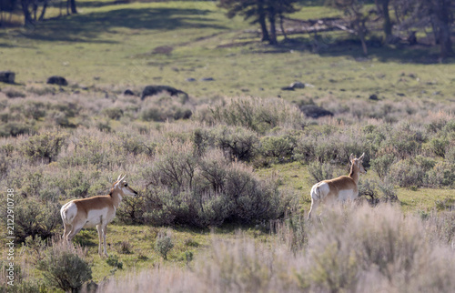 Pronghorn Does in Wyoming in Summer