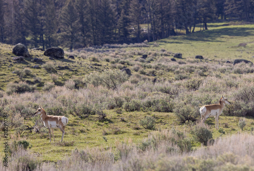 Pronghorn Does in Wyoming in Summer