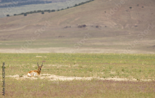 Pronghorn Buck in Wyoming in Summer