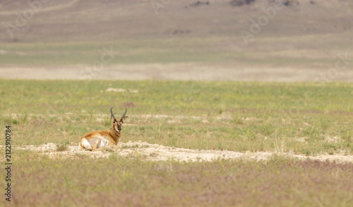 Pronghorn Buck in Wyoming in Summer