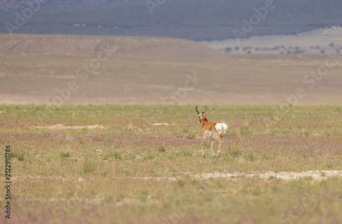 Pronghorn Buck in Wyoming in Summer