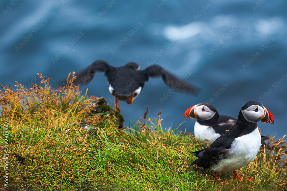 Fototapeta premium Atlantic Puffins on Grassy Coastal Cliff in Iceland