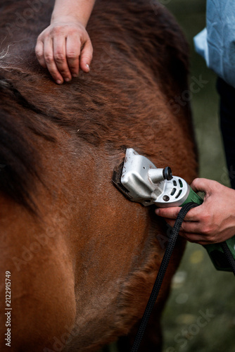 Obraz na płótnie Close-up of hands clipping brown horse coat with electric clippers during groomi