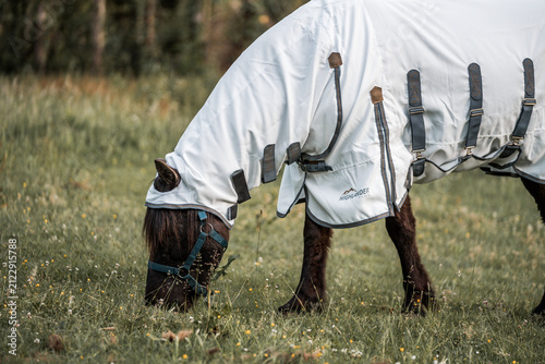 Brown horse wearing a white turnout blanket grazing in a grassy pasture with trees in the background