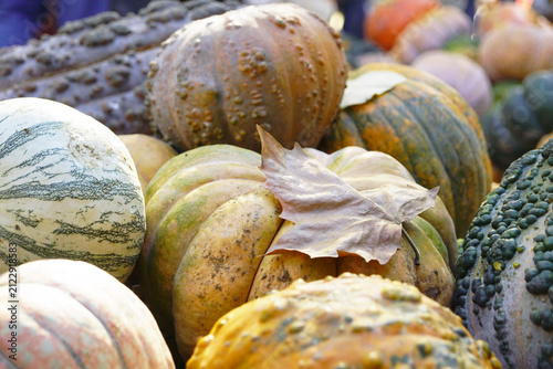 Фотография Dense pile of mixed ornamental gourds with single dried maple leaf resting on ribbed pumpkin