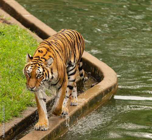 Photography Large Tiger After a Quick Swim at the Smithsonian National Zoo in Washington DC