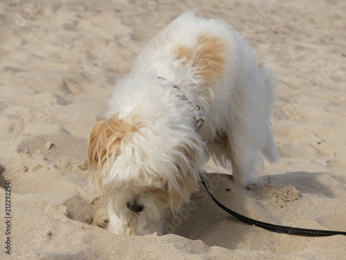 Obraz na plátně Fluffy dog digging sand hole on beach