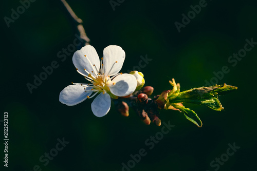 Fotografía At the end of a cherry tree branch a flower has blossomed, a beautiful white bud