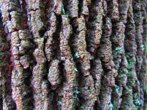 A tree trunk with the texture of a vast forest