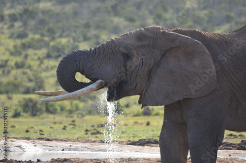 Fotografie African Elephant drinking at Rooidam waterhole in Addo Elephant National Park