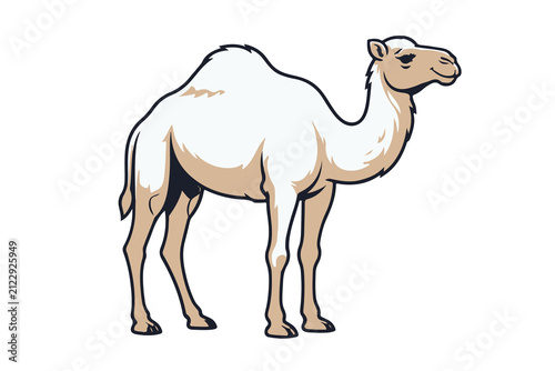 Foto Graphical Element of a Camel portrait in transparent background