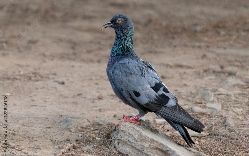 Obraz premium Rock Pigeon with Unique Overgrown Curved Beak Perched on Ground. Close Up Profile of Wild Pigeon Showing Curved Beak Deformity