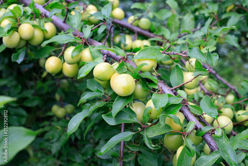 Fotografie Unripe Yellow Plums Hanging on Branch of Fruit Tree in Orchard