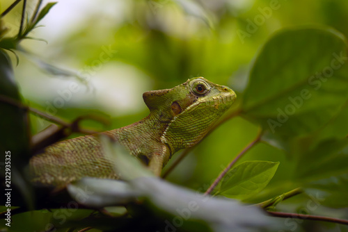 Laemanctus julioi, also known commonly as Julio's casquehead iguana. Laemanctus julioi, also known commonly as Julio's casquehead iguana, adult on a branch.